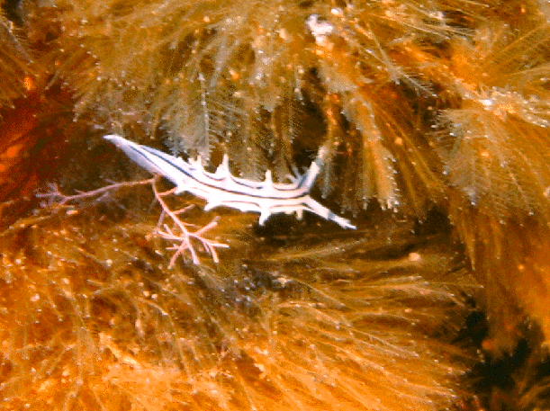 Tritonia striata