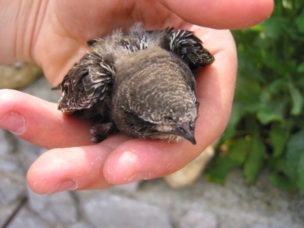 Piccolo di Rondone ... come crescerlo?