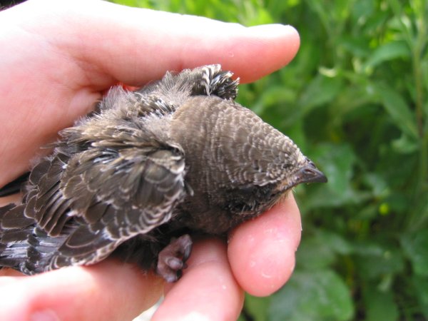 Piccolo di Rondone ... come crescerlo? , Natura Mediterraneo | Forum  Naturalistico