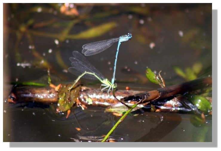 Coenagrion puella