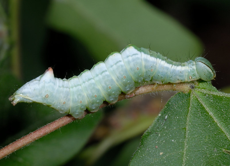 Una coppia di Ptilodontella cucullina (Lep. Notodontidae)