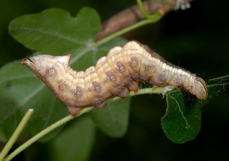 Una coppia di Ptilodontella cucullina (Lep. Notodontidae)