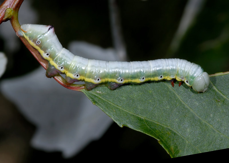 Bruco di Pheosia tremula