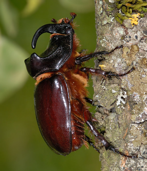 Maschio di Oryctes nasicornis