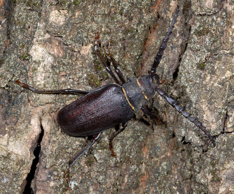 Un cerambice, Prionus coriarius