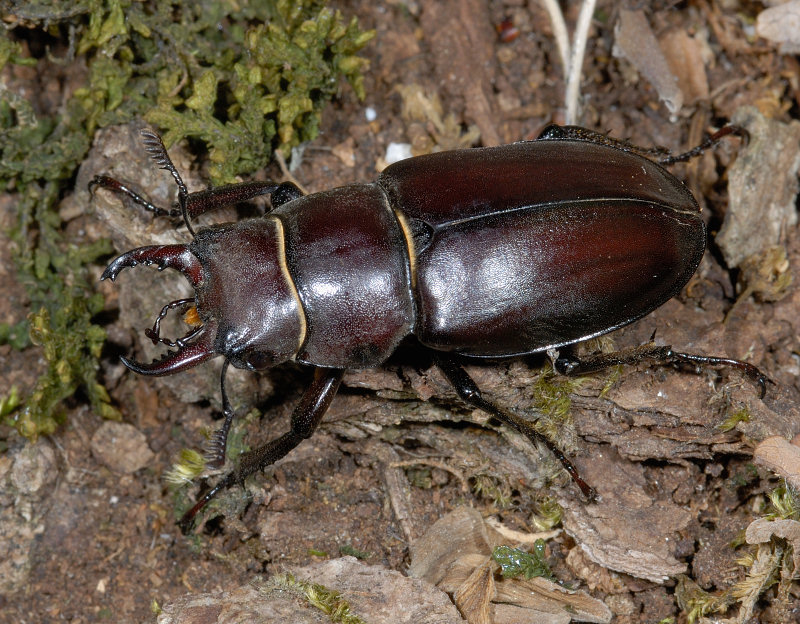 Lucanus cervus