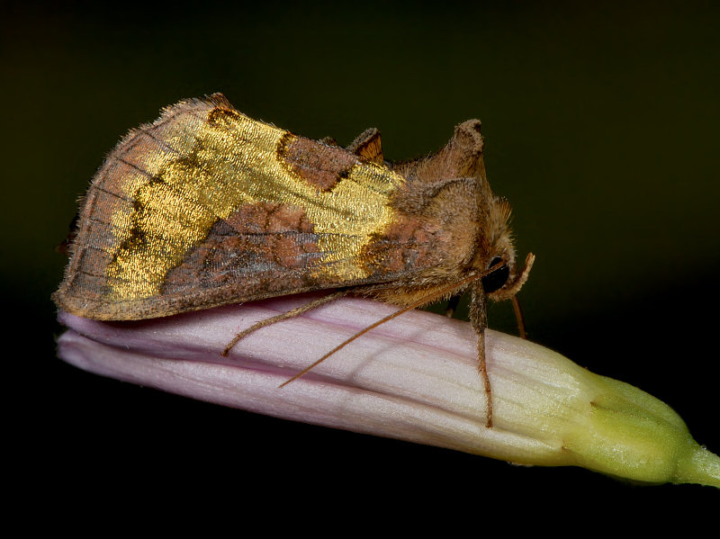 Un gioiello: Diachrysia stenochrysis