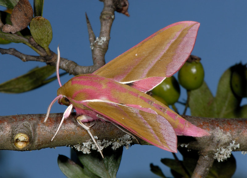 Sfinfe della vite, Deilephila elpenor