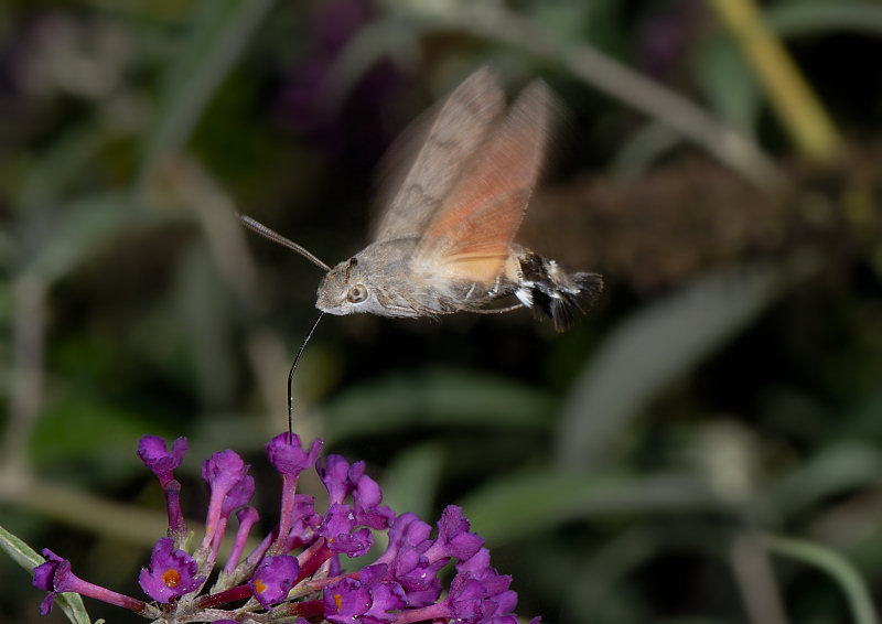 Macroglossum stellatarum