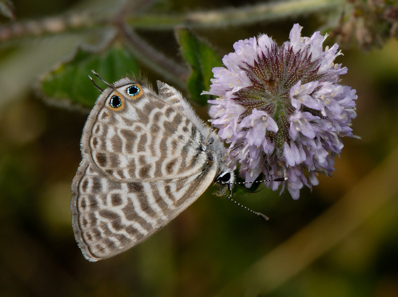 Cacyreus marshalli