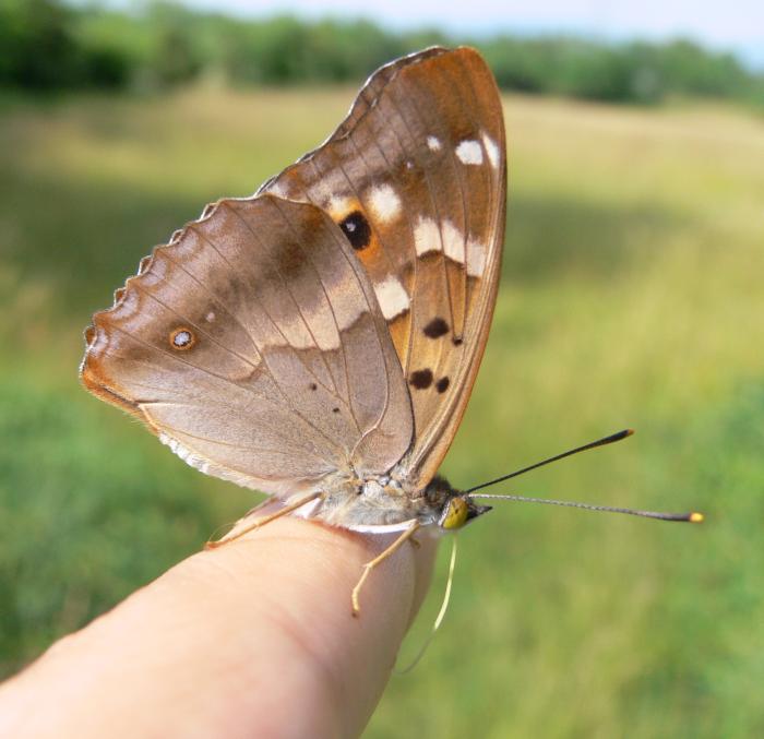 Apatura ilia f. clytie femmina