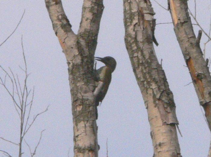 Picchio cenerino (Picus canus)?