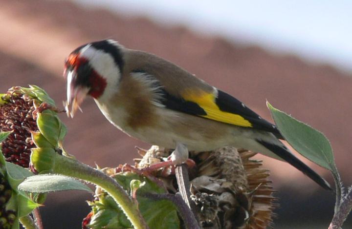 Carduelis carduelis (Cardellino)