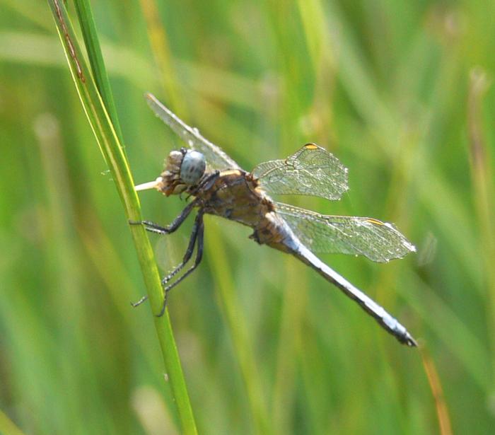 libellula che pappa (fulva M?)