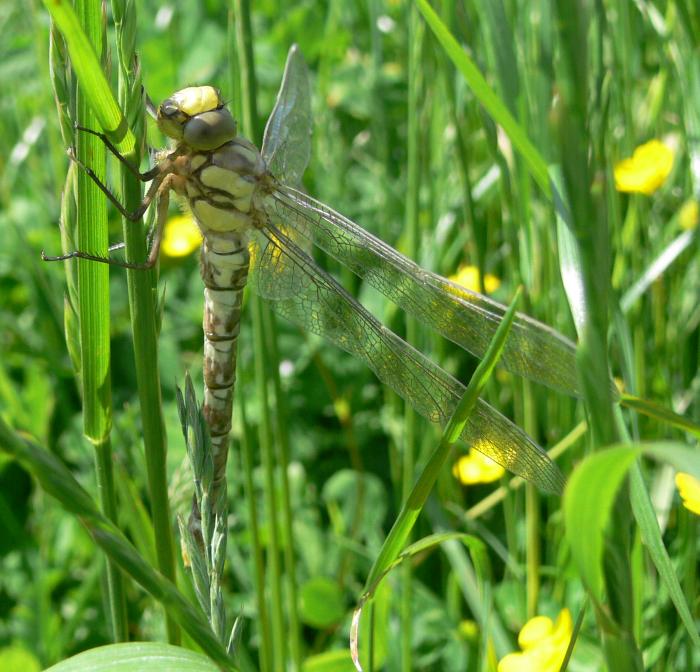 neometamorfosato di...Aeshna juncea femmina