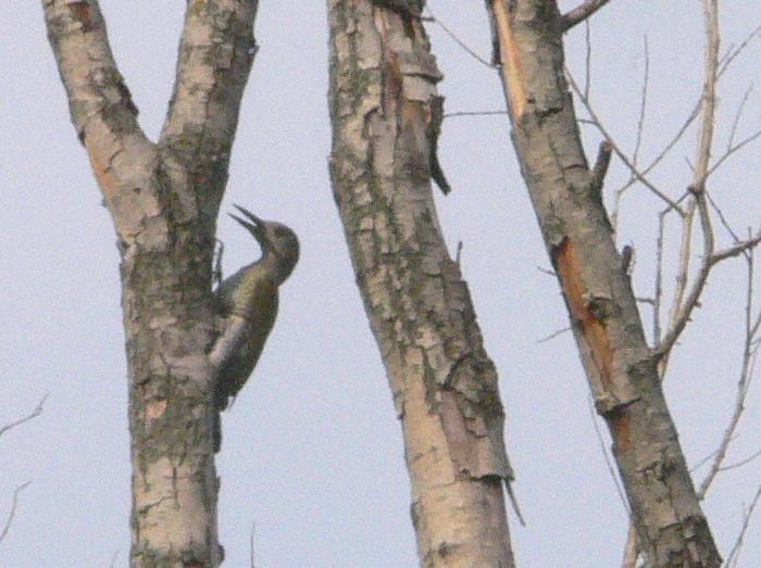 Picchio cenerino (Picus canus)?