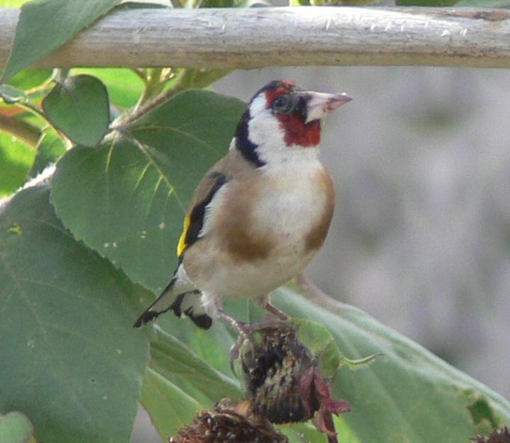 Carduelis carduelis (Cardellino)