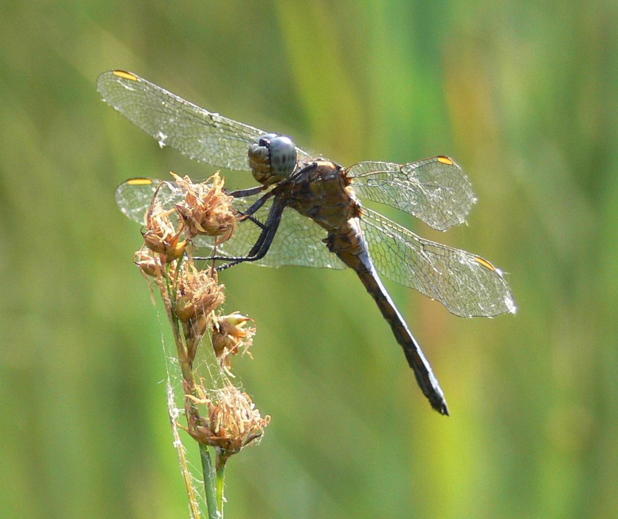 libellula che pappa (fulva M?)