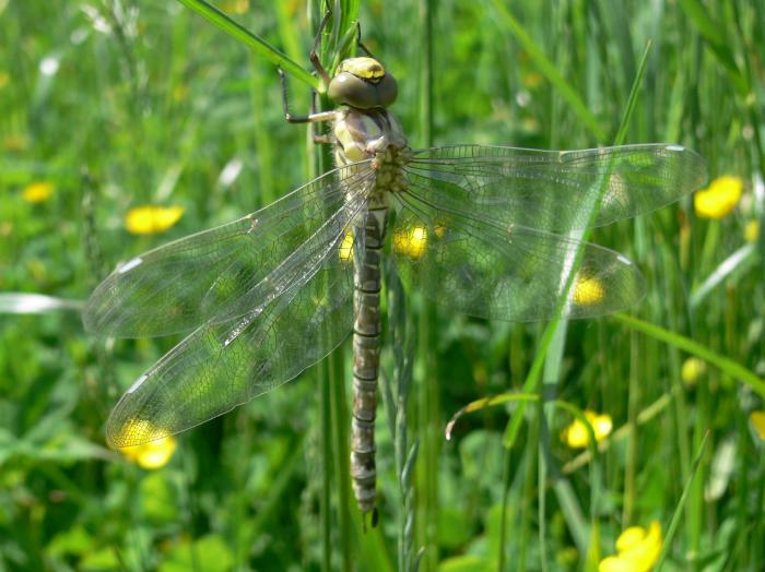 neometamorfosato di...Aeshna juncea femmina