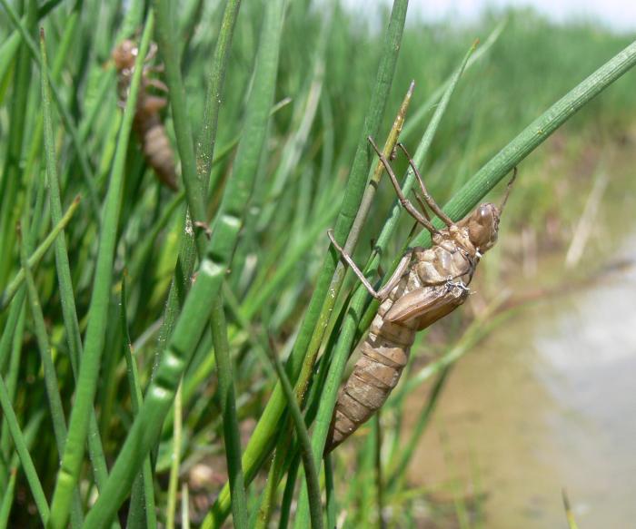 neometamorfosato di...Aeshna juncea femmina