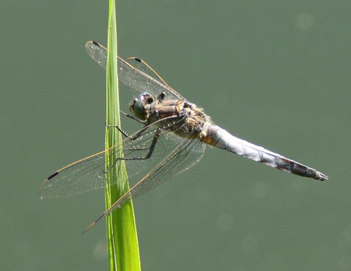 Orthetrum albistylum, Crocothemis erythraea, Libellula fulva