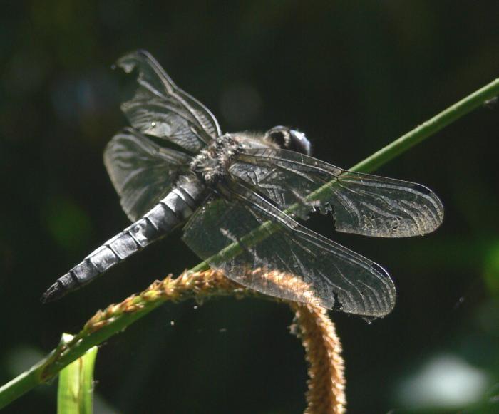 Orthetrum albistylum, Crocothemis erythraea, Libellula fulva