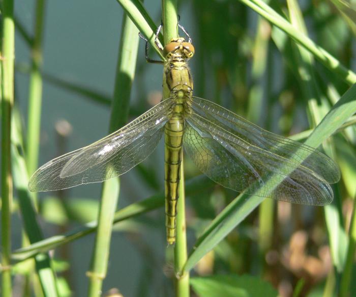 Orthetrum albistylum, Crocothemis erythraea, Libellula fulva