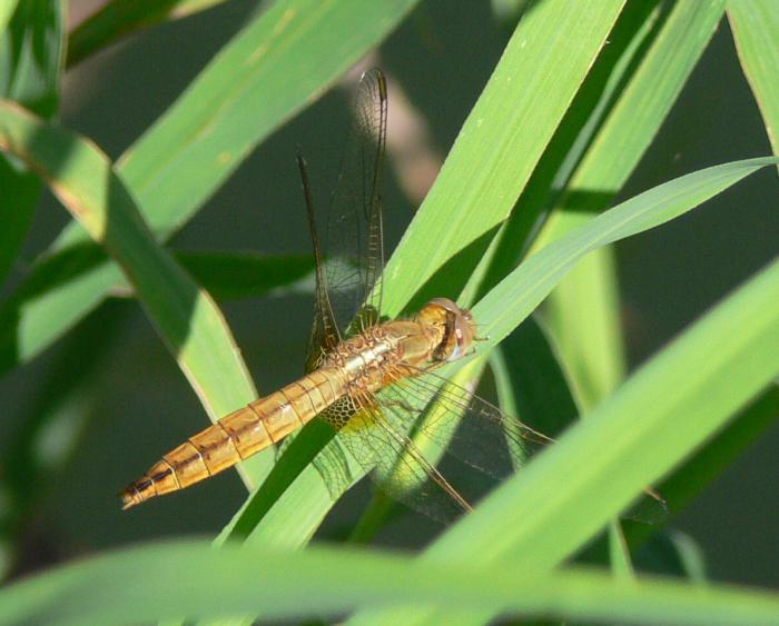 Orthetrum albistylum, Crocothemis erythraea, Libellula fulva
