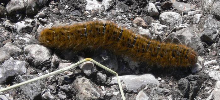 Lasiocampa trifolii e Zeuzera pyrina