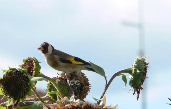 Carduelis carduelis (Cardellino)