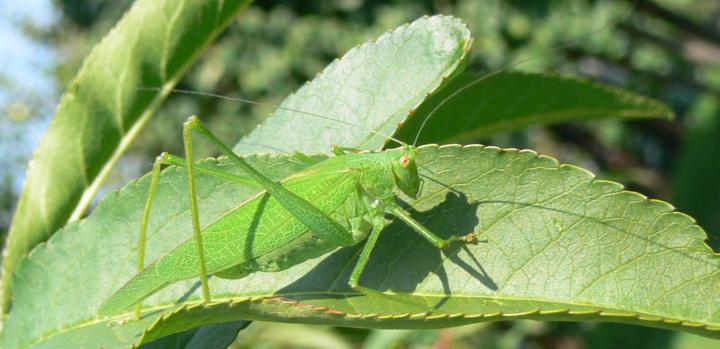 cavalletta foglia:  Phaneroptera falcata