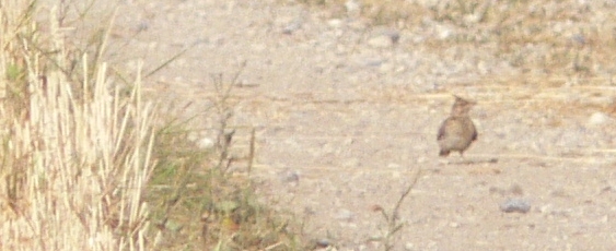 Cappellaccia - Galerida cristata