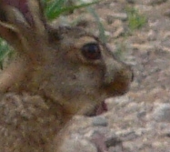 Lepus europaeus