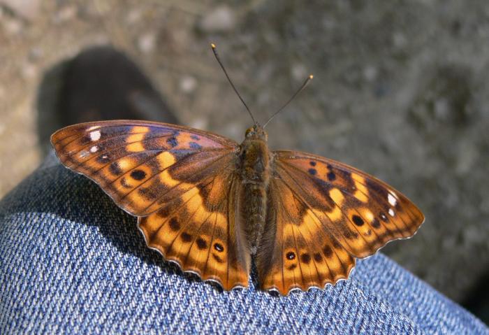 Apatura ilia f. clytie femmina