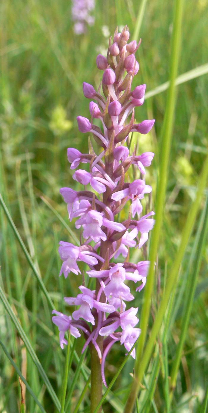 Quattro fiori  a circa 1500m slm.  (confine sloveno)