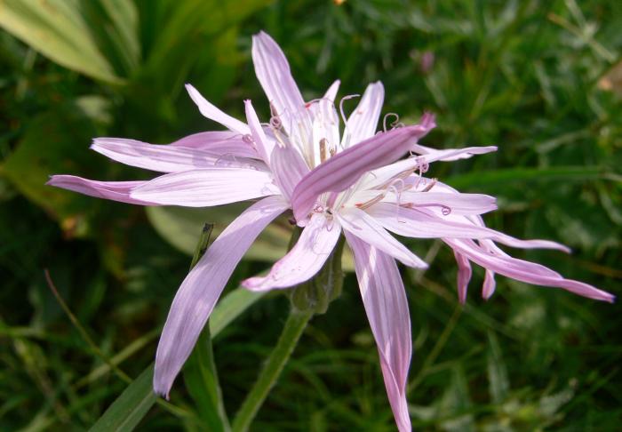 Quattro fiori  a circa 1500m slm.  (confine sloveno)