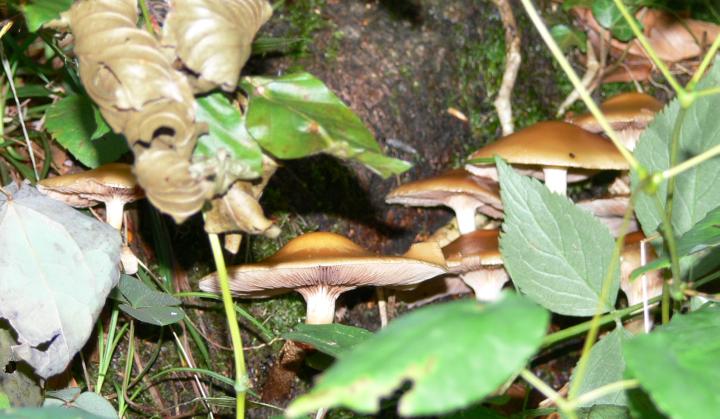Funghi da determinare