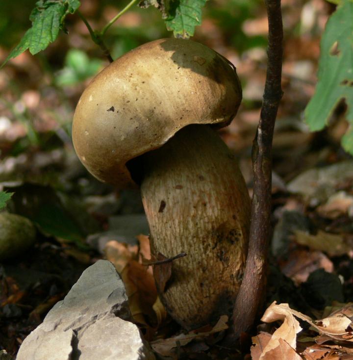 Funghi da determinare