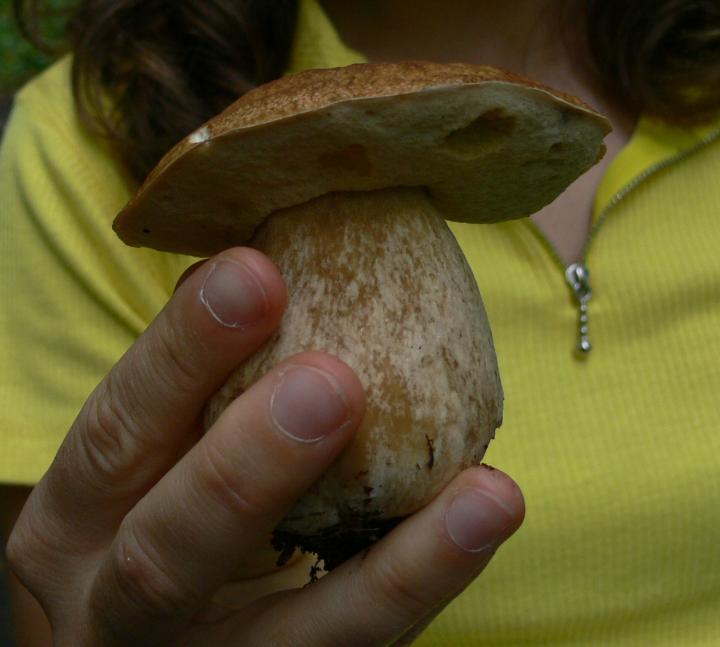 Funghi da determinare