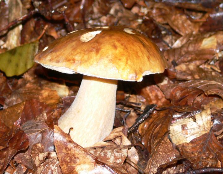 Funghi da determinare