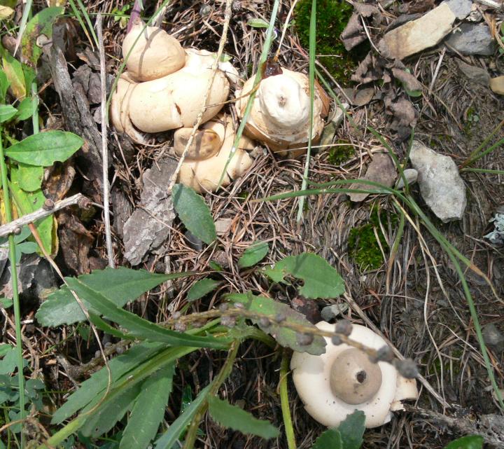 Funghi da determinare
