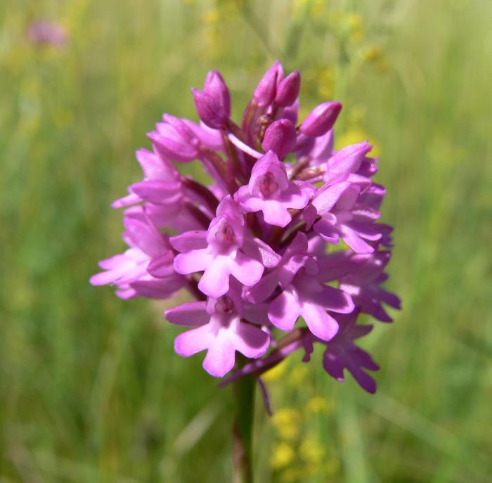 Anacamptis pyramidalis