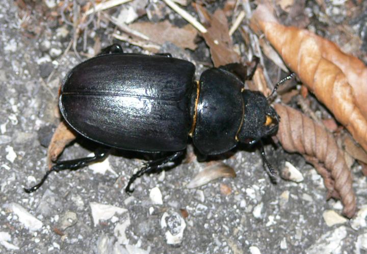 Agrius convolvuli, Lucanus cervus femmina