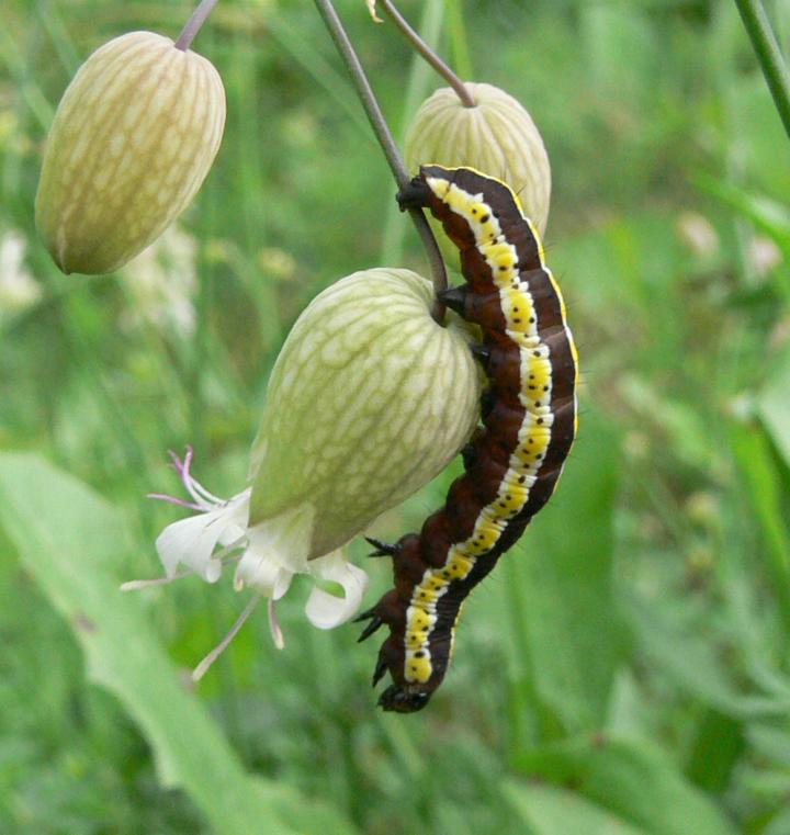 Agrius convolvuli, Lucanus cervus femmina