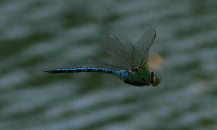 Anax imperator M + Anax parthenope M