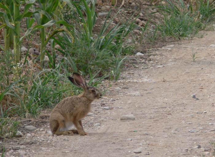 Lepus europaeus