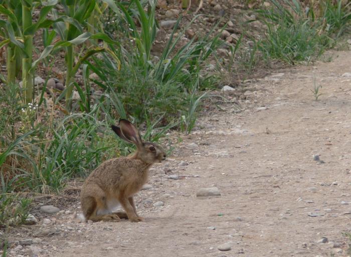 Lepus europaeus