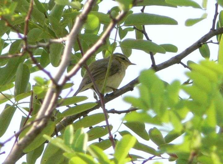  lu! Lu grosso Phylloscopus trochilus