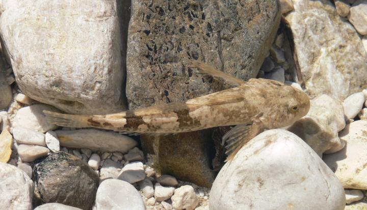Cottus gobio