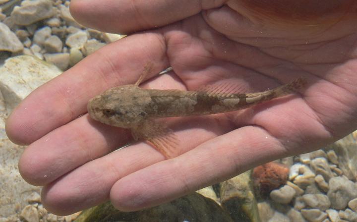 Cottus gobio